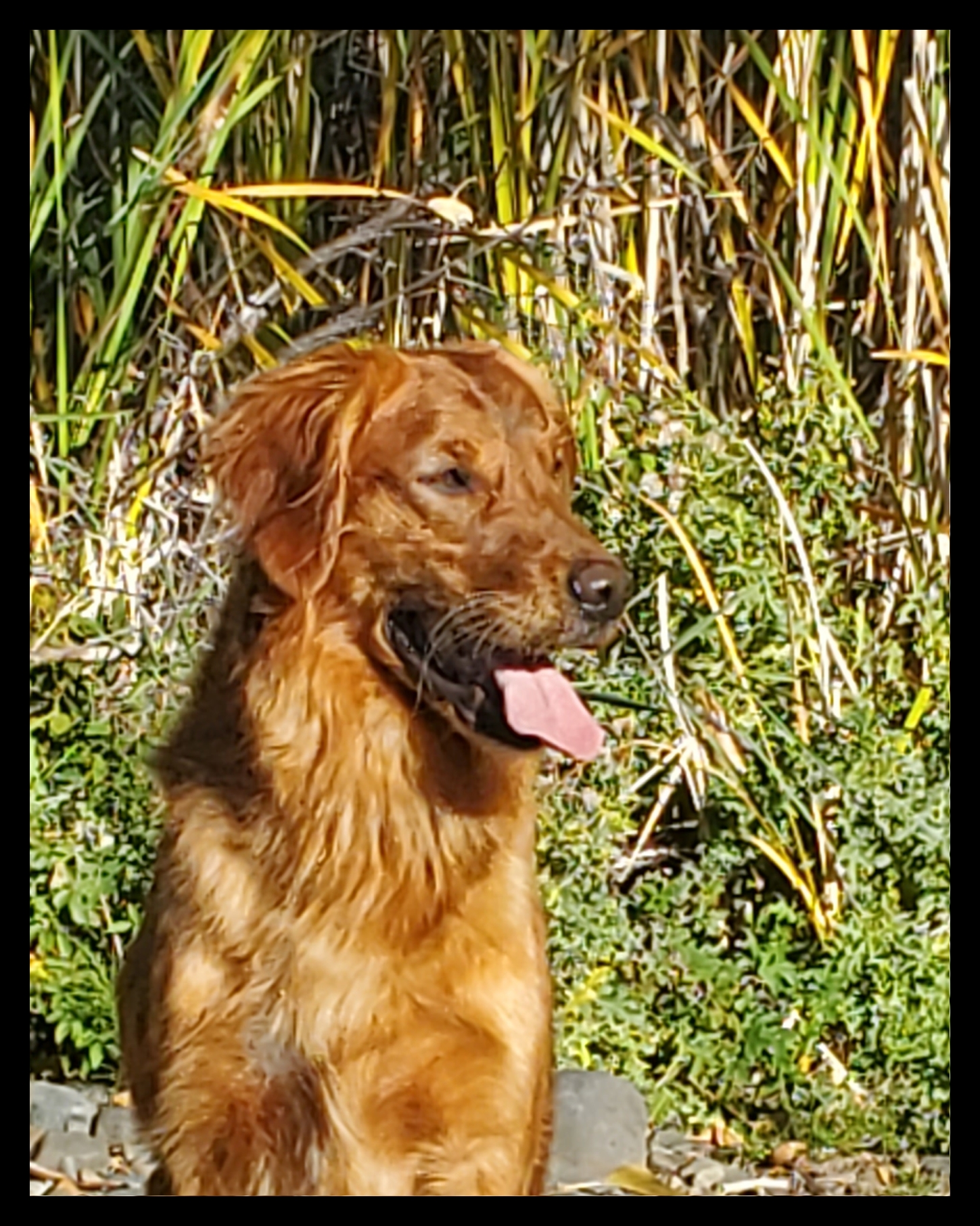 Pow holds a pheasant rooster, what a nice mouth! 