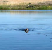 Fendi learning to swim, age 5 months