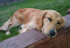 Fendi, a gorgeous Golden Retriever girl with a Junior Hunter title