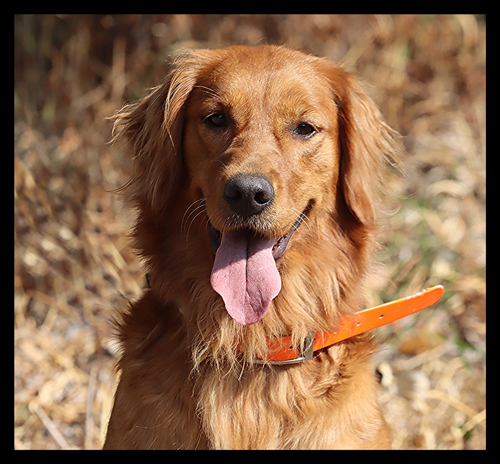 Maddie, a SkyRiver Golden