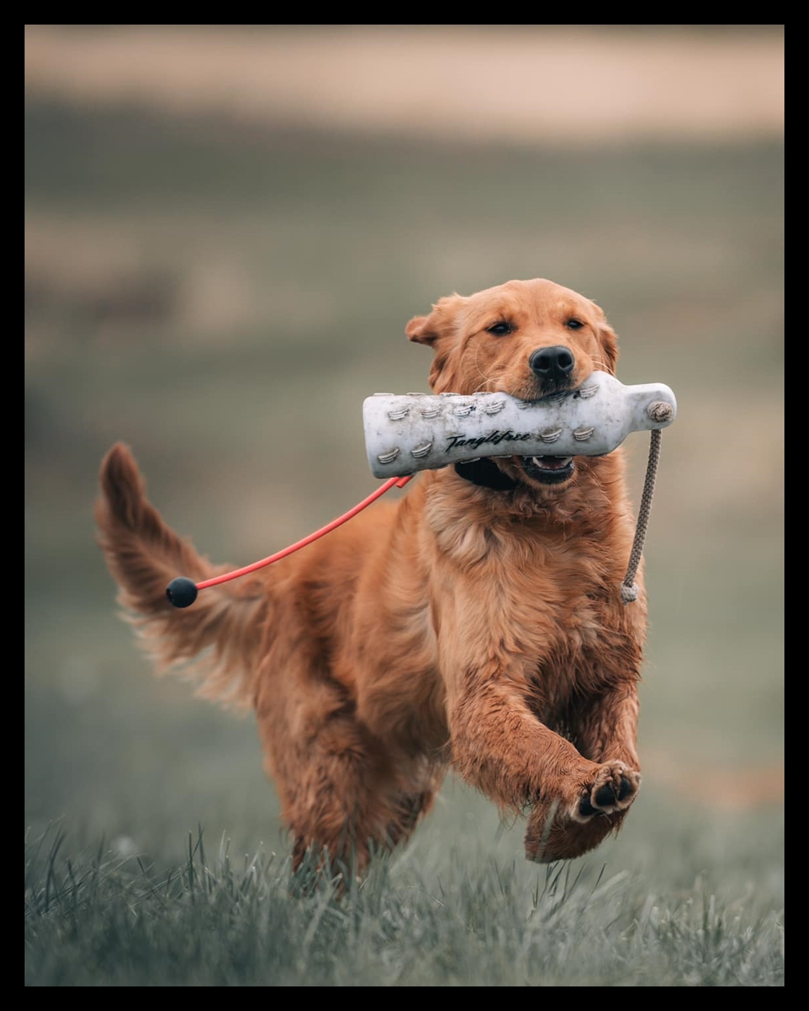 Willow running retrieve