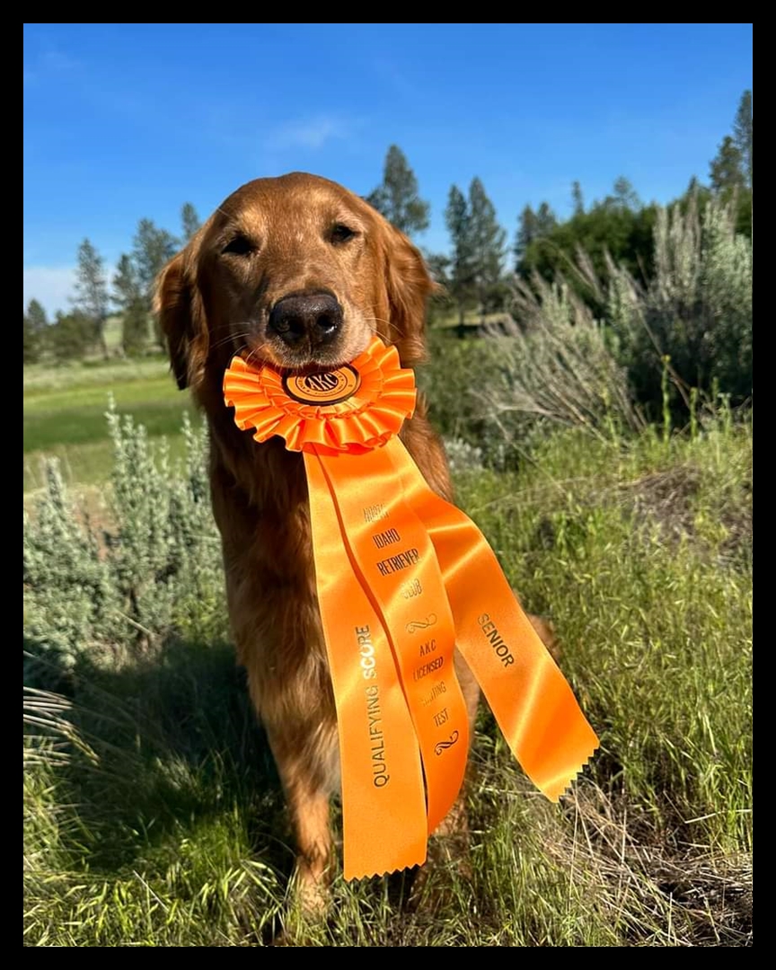 Fringe, a SkyRiver Golden Retriever