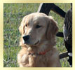 Lucy, a SkyRiver Golden