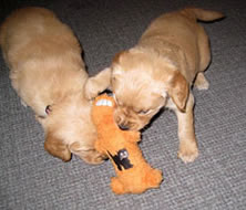 6 week old puppies play inside with toys